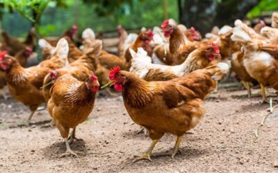 GRIPE AVIAR, ¡AVES DE CORRAL CONFINADAS!
