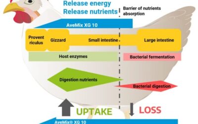AveMix® XG 10: Enzimas para la mejora de la eficiencia alimentaria