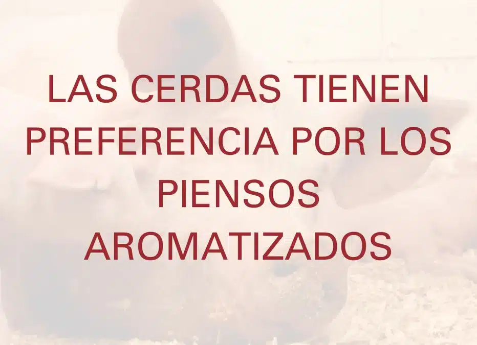 LES CERDES TENEN PREFERÈNCIA PELS PENSOS AROMATITZATS