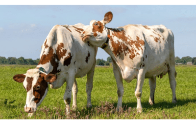 VACAS LECHERAS: EL COMPORTAMIENTO NATURAL MARCA LA DIFERENCIA EN EL RENDIMIENTO