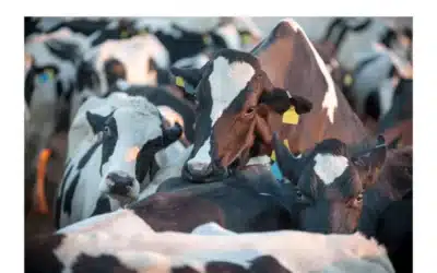 Suplementación de potasio en vacas de leche
