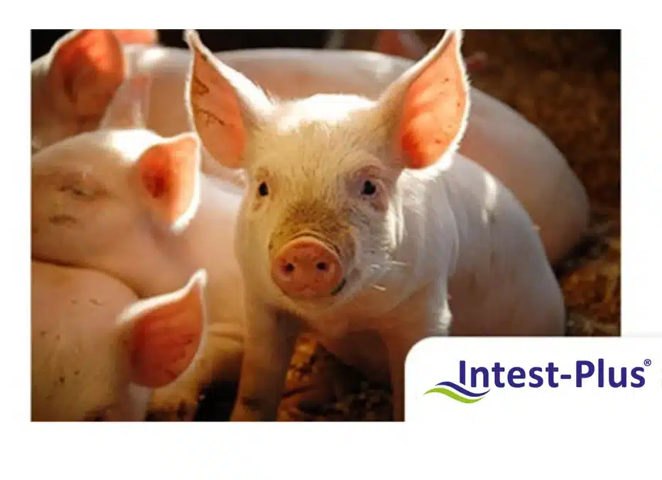 Prohibició de l’Òxid de Zinc: Intest-Plus® Aeon és la resposta