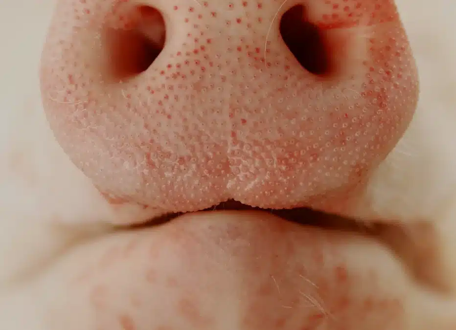 Aromes funcionals: claus per a la producció animal