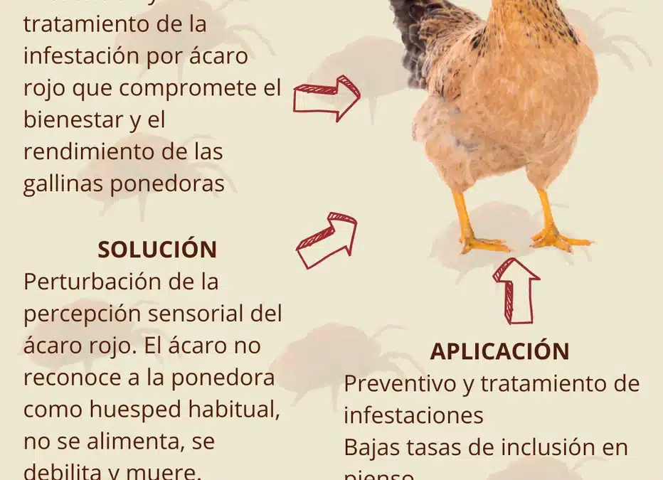 Com limitar la infestació per àcar vermell en gallines ponedores