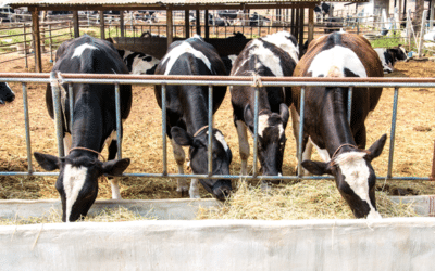 Mezcla de aceites esenciales y especias y eficiencia del pienso en vacas de leche