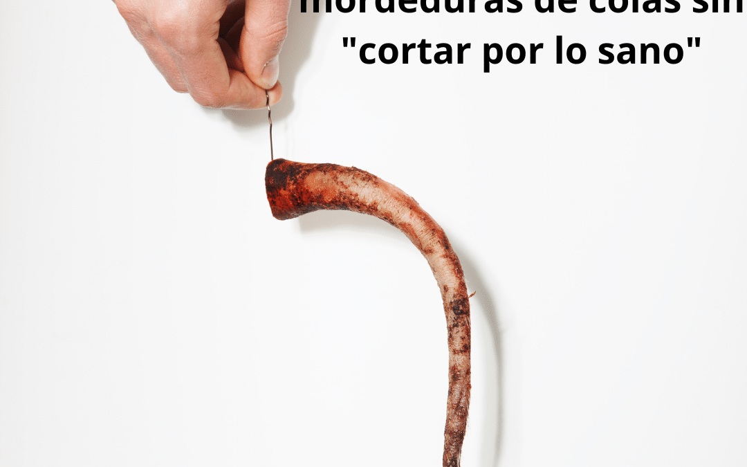 La mossegada de cua o caudofàgia en porcs