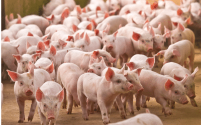 El butirato ayuda en el estrés del destete en el lechón