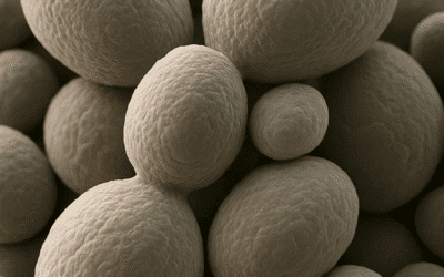 Origen de los Productos de Levadura para Nutrición Animal