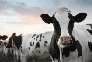 OLEOBIOTEC RUMINANT