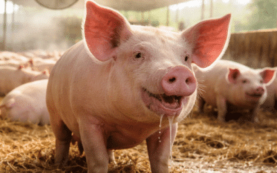 Espècies termogèniques en porcí: capsaïcina i sinergies per millorar el rendiment i la resiliència a l’estrès per calor