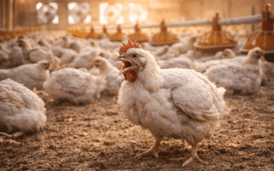 Estrés por calor en avicultura: más allá de la temperatura