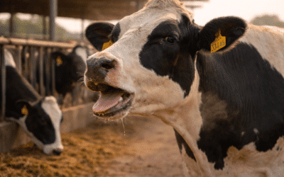 Estrés por calor en rumiantes
