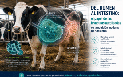 LEVADURAS AUTOLISADAS EN RUMIANTES: MICROBIOTA, SALUD INTESTINAL Y EFICIENCIA PRODUCTIVA