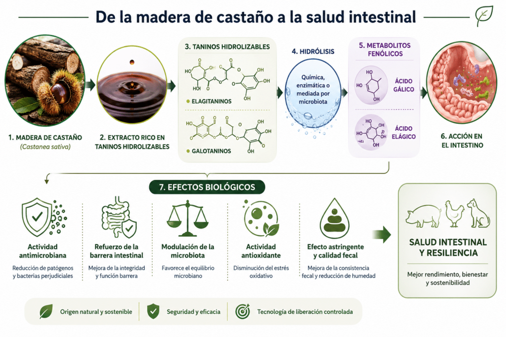 Representación simplificada de la transformación de los taninos hidrolizables de Castanea sativa. Los elagitaninos y galotaninos presentes en la madera de castaño liberan, tras procesos de hidrólisis, compuestos fenólicos bioactivos cuya actividad biológica ha sido ampliamente investigada en nutrición animal.