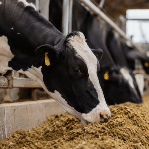 OLEOBIOTEC RUMINANT